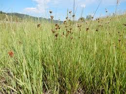 Image result for Juncus