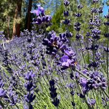 Image result for Lavandula angustifolia Vera