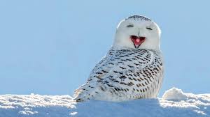 Snowy Owl Are upside down sploots a thing? snowy owl