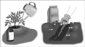 Don't use fertilizer regularly, on potted desert succulents. How To Apply Fertilizer To A Vegetable Garden Dummies