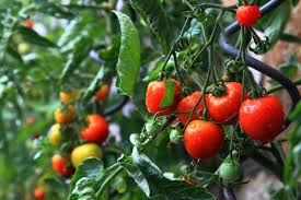 Das wann tomaten düngen zieht sich über die gesamte ertragssaison, je besser / optimaler die pflanze genährt wurde, je höher ist auch am ende ihr ertrag. Tomaten Dungen Wurzelwerk