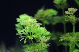 アンブリア キクモ ふわっとした丸い繊細な葉が美しい水草 水草動画ブログ