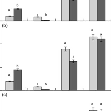 Image result for Cymbopogon pospischilii