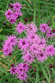 All of these ironweed varieties have attractive foliage, striking blooms, and interesting fall color. Vernonia Plum Peachy Ironweed Sugar Creek Gardens