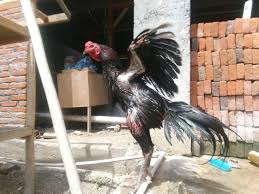 Contextual translation of ayam jantan into english. Manfaat Memandikan Ayam Jantan Steemit
