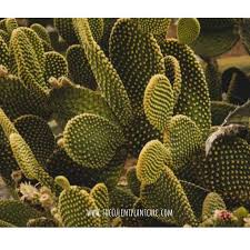 A comprehensive plant care guide for your cactus. Opuntia Microdasys Bunny Ears Care And Propagation Succulent Plant Care