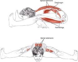 Yoga Kurmasana Turtle Pose Benefits 1 Strengthens The Back 2 Tones The Abdominal Organs 3 Encourages Flexibil Yoga Muscles Yoga Anatomy Yoga Poses