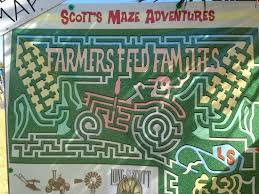 Part of the corn maze