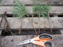 Image result for rosemary cuttings