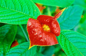 Image result for Psychotria auxopoda