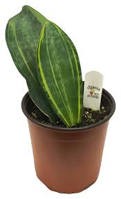 Image result for Wajira grahamiana