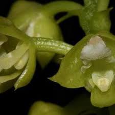 Image result for Polystachya virginea