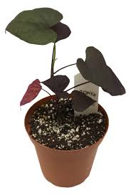 Image result for Ipomoea batatas pots