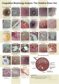 The Neogenesis Integrated Blood Analysis Course Is A