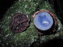 Image result for Metteniusaceae