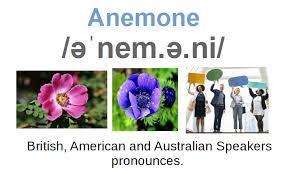 How To Pronounce Anemone How To Pronounce American Accent English Accent