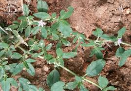 Image result for Zaleya