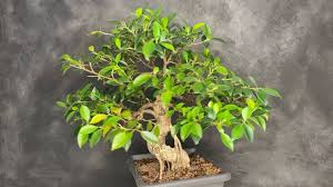 Rescue Overwatered Ficus Plants And Bonsai With Yellow Leafs Turn On English Subtitles Youtube