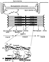 The muscular system is an organ system consisting of skeletal, smooth and cardiac muscles. Human Skeletal Muscle Fibres Molecular And Functional Diversity Sciencedirect