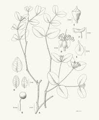 Image result for Memecylon sp. D