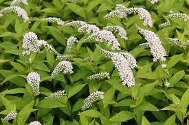 Image result for Lysimachia ruhmeriana