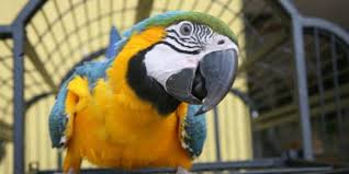 Padahal, memelihara burung di rumah kurang dianjurkan karena berbahaya. Macam Macam Burung Peliharaan Yang Cocok Untuk Pemula Mudah Dipelihara Merdeka Com