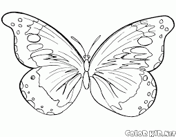 Check out our butterfly crafting ideas below. Coloring Page Butterfly And Summer