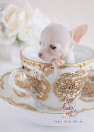 Tiny Teacup Chihuahua Puppy For Sale 068 Teacup Puppies Chihuahua Puppies For Sale Chihuahua Puppies Teacup Chihuahua Puppies
