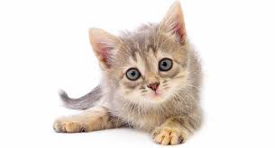 When does a kitten reaches puberty? How To Tell How Old A Kitten Is Estimating Kitten Age