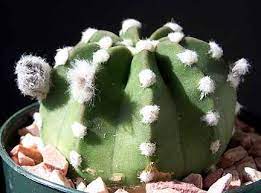 The main factor that ties these plants together are their very large, showy flowers. Echinopsis Ancistrophora Fuzzy Navel Echinopsis Subdenudata Fuzzy Navel Echinopsis Subdenudatus Fuzzy Navel Fuzzy Navel Easter Lily Cactus Plant Lust