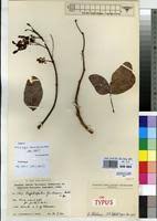 Image result for Cryptosepalum exfoliatum