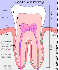The anatomical crown is that part which is covered by enamel and extends partly in. Tooth Anatomy Enchantedlearning Com
