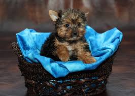 Yorkies (especially those tiny little puppies!) are also incredibly adorable, which doesn't hurt their popularity either—they often land in the american kennel club's top 10 list of most popular dog breeds. Teacup Yorkie For Sale These Pint Sized Pups Pack In The Love