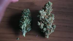 Precautions you should take when consuming cannabis edibles. 420 Friendly Stoner Videos Potspace