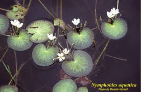 Image result for Nymphoides milnei