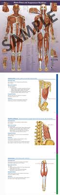 motor point acupuncture meridian chart