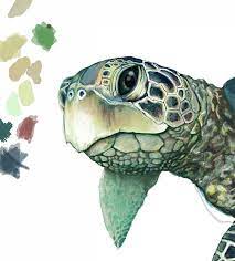Green Sea Turtle Drawing Png Clipart Animal Animals Art Box Turtle Coloring Book Free Png Download Sea Turtle Drawing Turtle Art Turtle Drawing