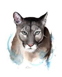 Puma In Watercolour By Kieran O Connor Paintings For Sale Bluethumb Online Art Gallery Animal Drawings Watercolor Animals Animal Art