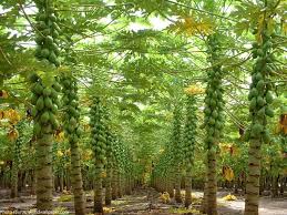 The fruits have viable seeds. Male Papaya Tree Fruit Fruit Trees