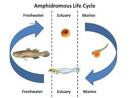 Anadromous Catadromous Amphidromous Oceanodromous Or Potamodromous The Fisheries Blog
