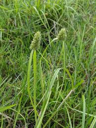 Image result for Cyperaceae