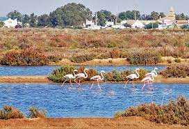 The abundance of food, and the safety and peace of the region attract visitors from distant shores, and guarantee the survival of rare species such as the purple. Ria Formosa Natural Park Portugal Travel Guide