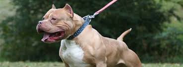 pitbulls posts facebook