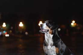 Hund Hechelt Nachts Tipps Fur Ruhige Nachte Hundeerziehung Zooplus Ch
