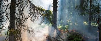 När detta skrivs i mitten på maj månad 2021 är gräsbrandsrisken stor i snöfria delar av norra norrland. Hall Koll Pa Brandrisk Och Eldningsforbud Krisinformation Se