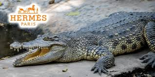 And a lot of people think they're really ugly. Hermes Slammed Over Proposed Nt Crocodile Farm Imprisoning 50 000 Animals For Skin And Meat Totally Vegan Buzz