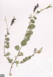 Image result for Alysicarpus