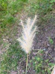 Image result for Bothriochloa radicans