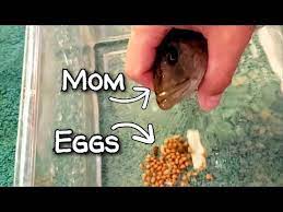 How To Successfully Strip Eggs From An African Cichlid Female Easy Steps Youtube