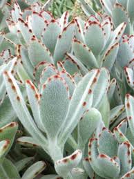 Kalanchoe Tomentosa Panda Bear Plant Red Succulents Suculent Plants Plants